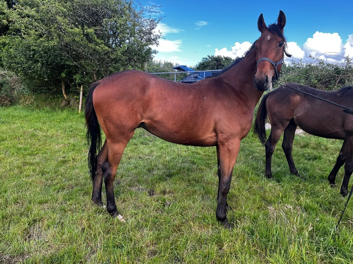 TB horse - Image 2