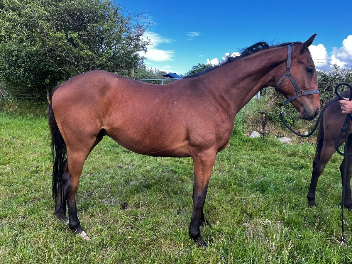 TB horse - Image 3