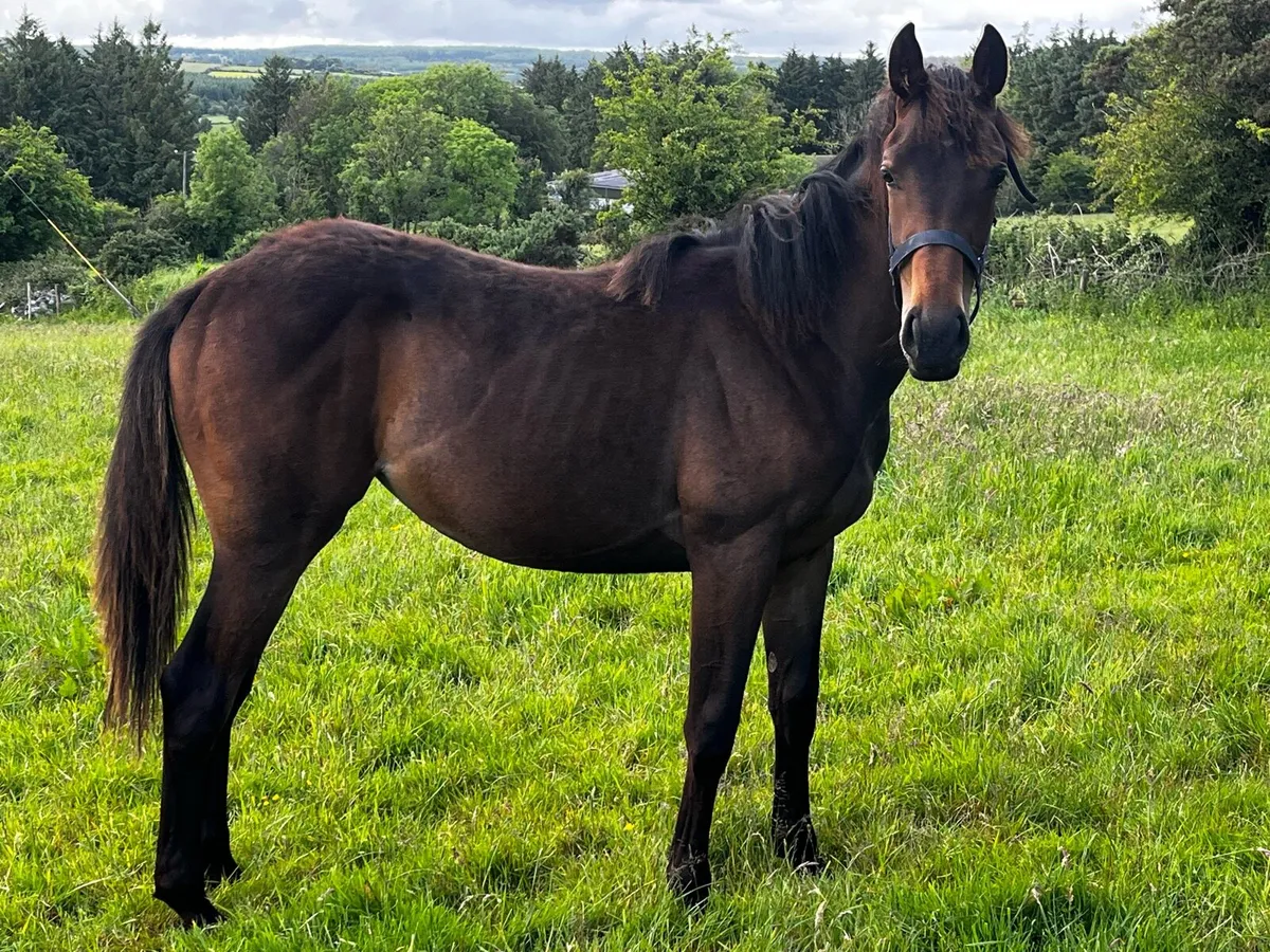 TB horse - Image 4