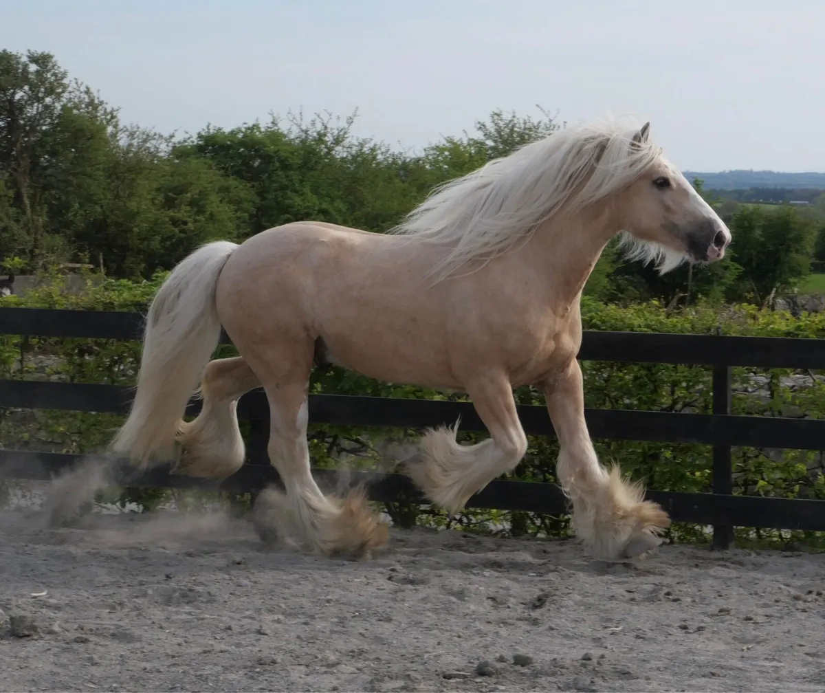 The Judge at stud - Image 1