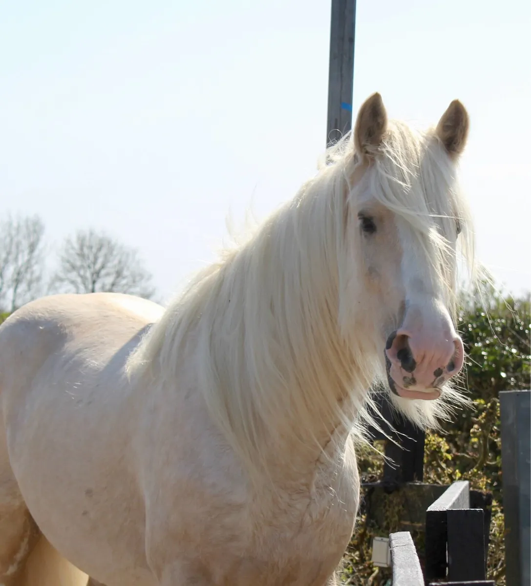 The Judge at stud - Image 2