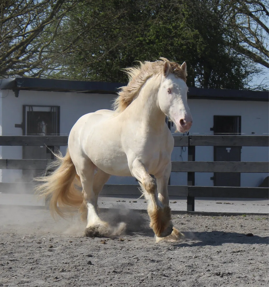 Champagne at stud - Image 4