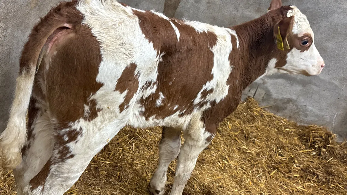 Red Simmental Heifer Calf - Image 2