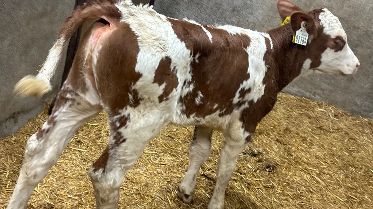 Red Simmental Heifer Calf - Image 4