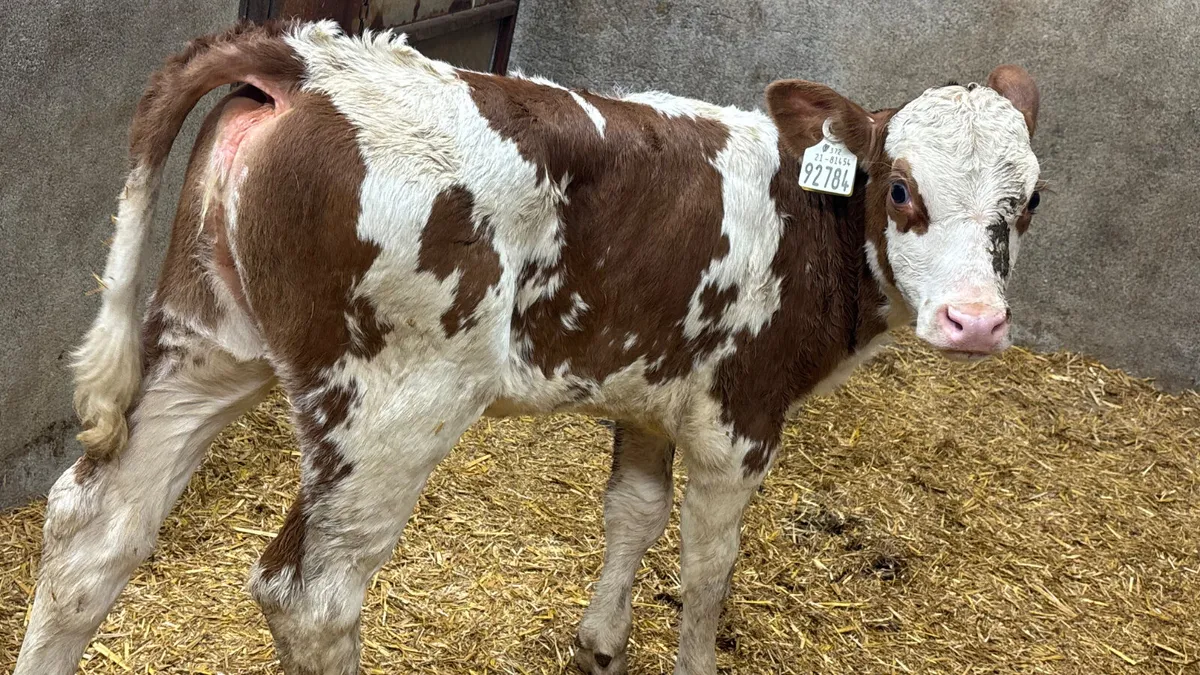 Red Simmental Heifer Calf - Image 1