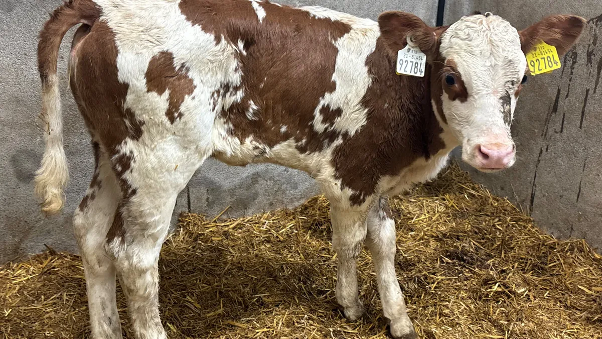 Red Simmental Heifer Calf - Image 3