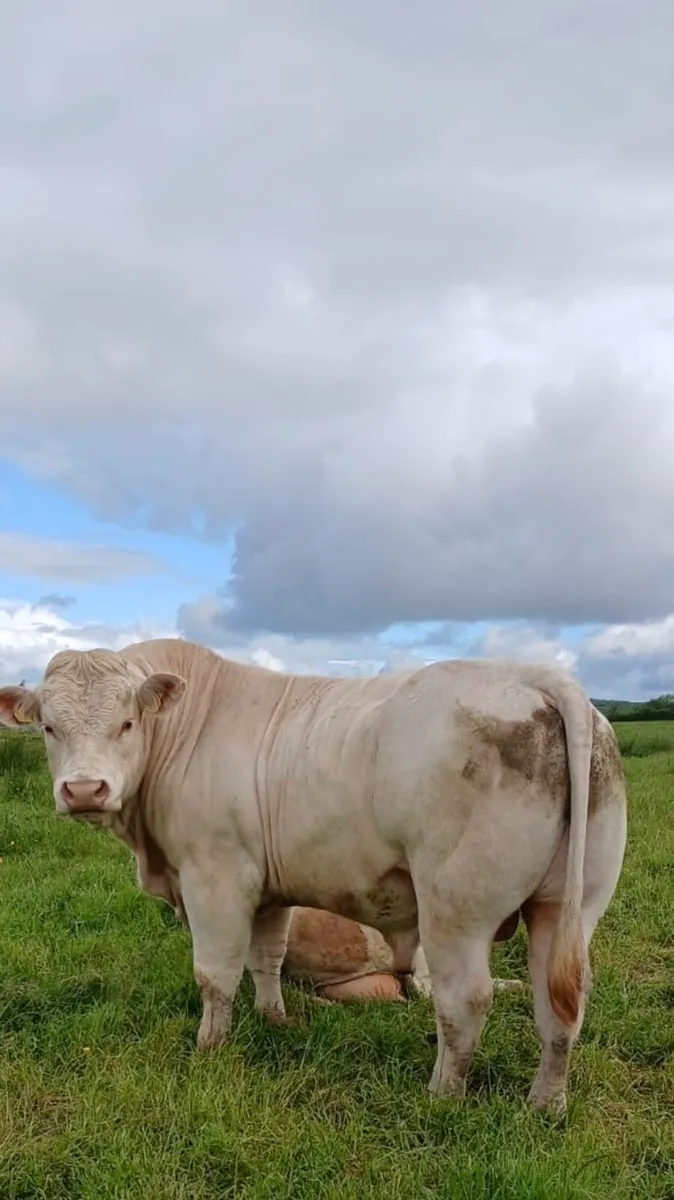 Bull - Image 2