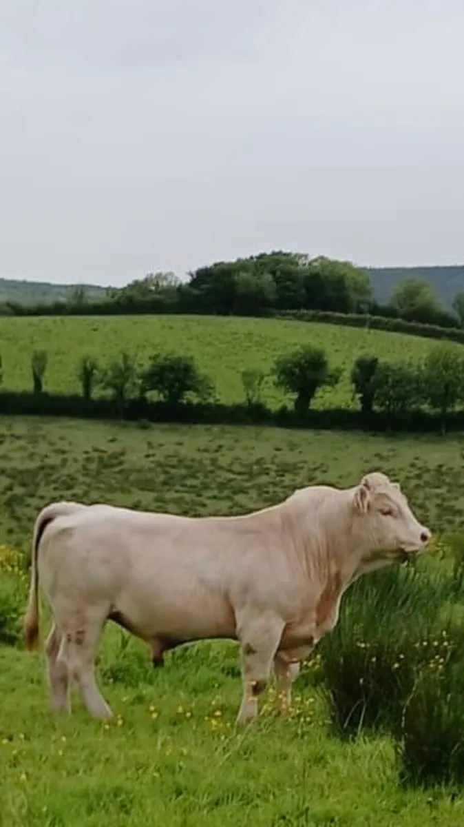 Bull - Image 3