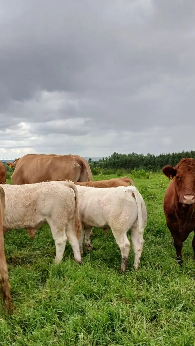 Bull - Image 4