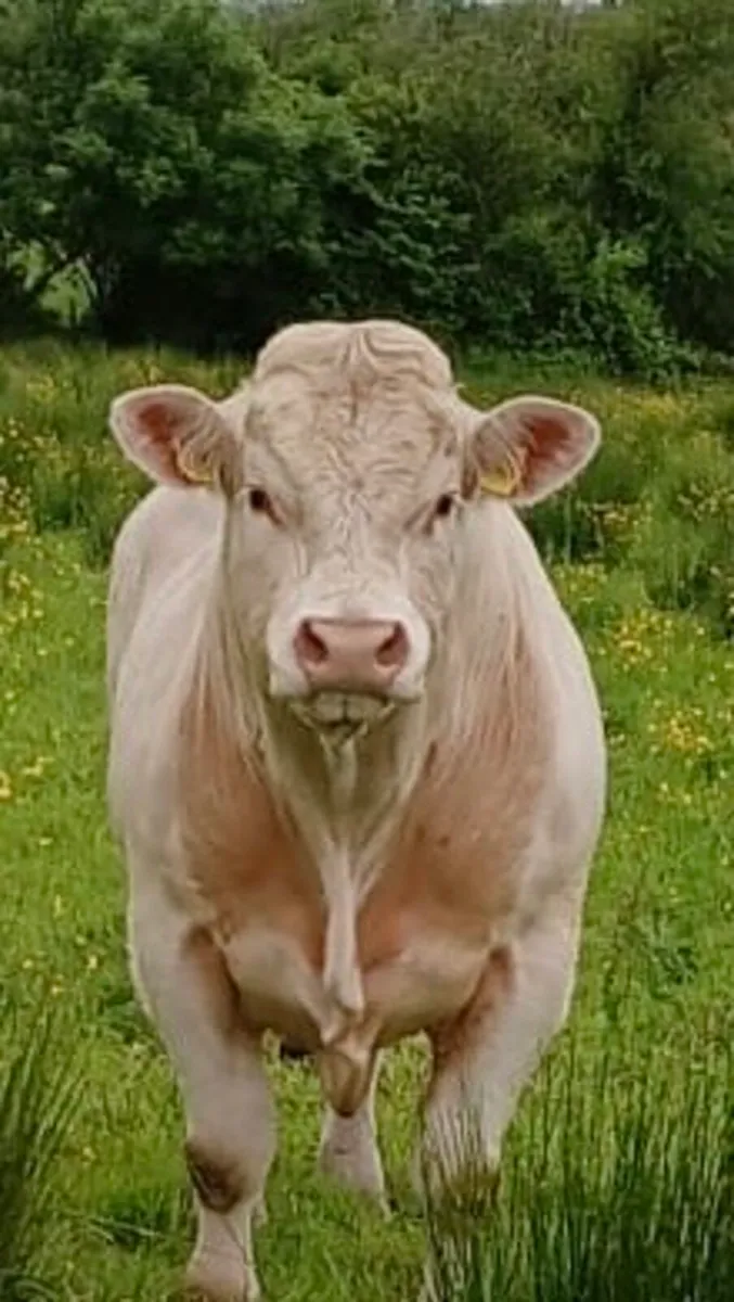 Bull - Image 1