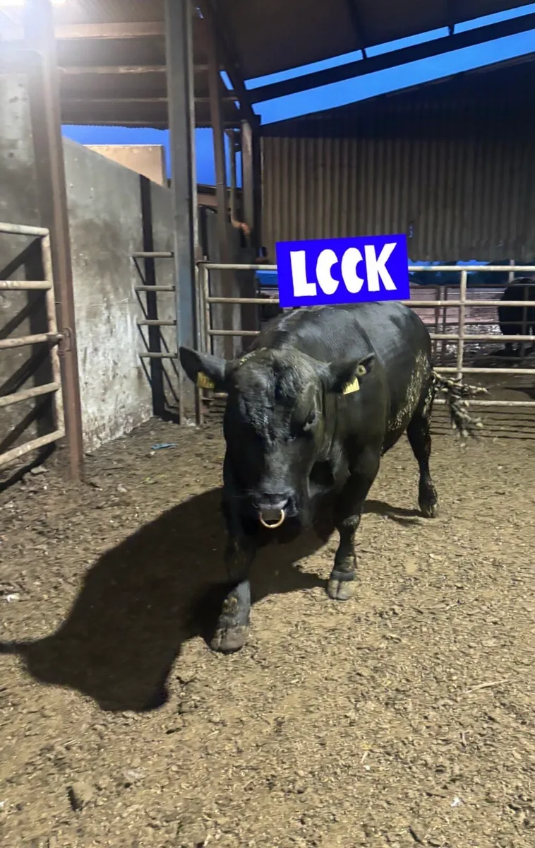 Angus bull - Image 3