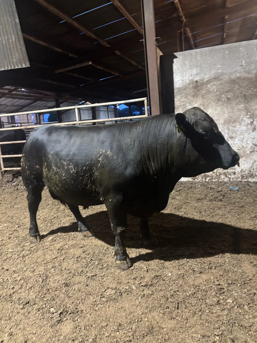 Angus bull - Image 2
