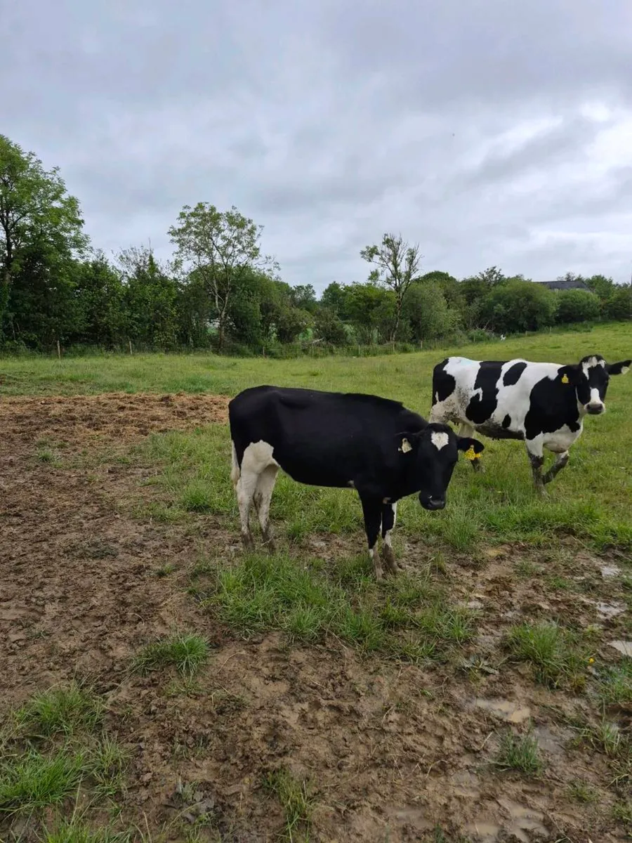 Br freisan heifer - Image 1