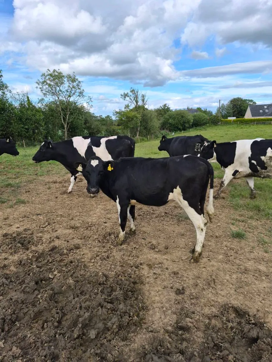 Br freisan heifer - Image 2