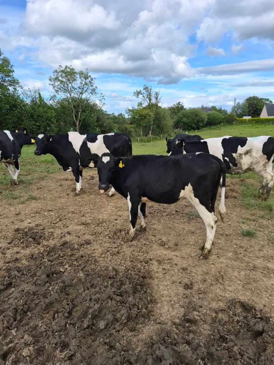 Br freisan heifer - Image 3