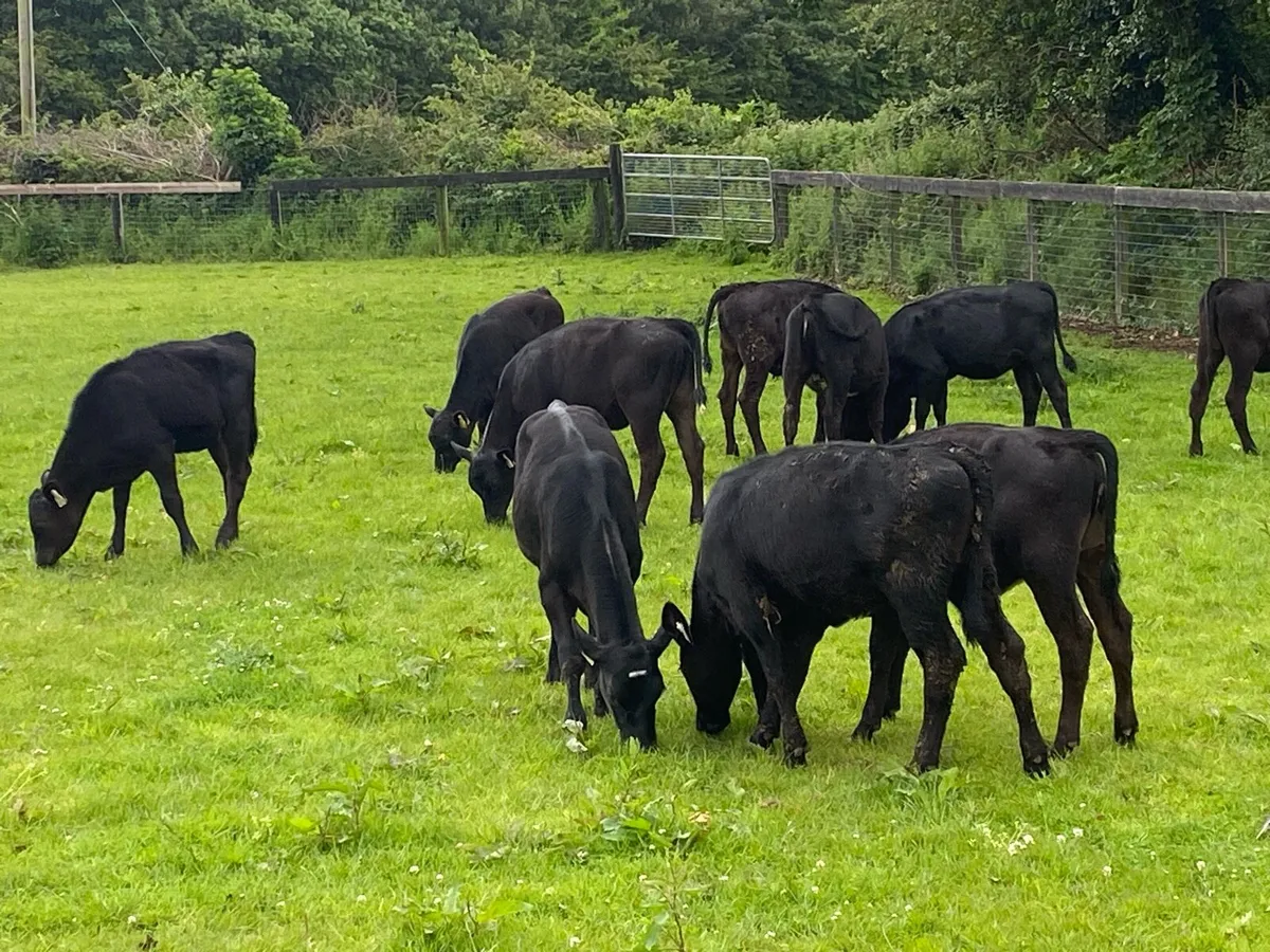 30 Angus Heifers 5/6 Months Old ( No Moves) - Image 2