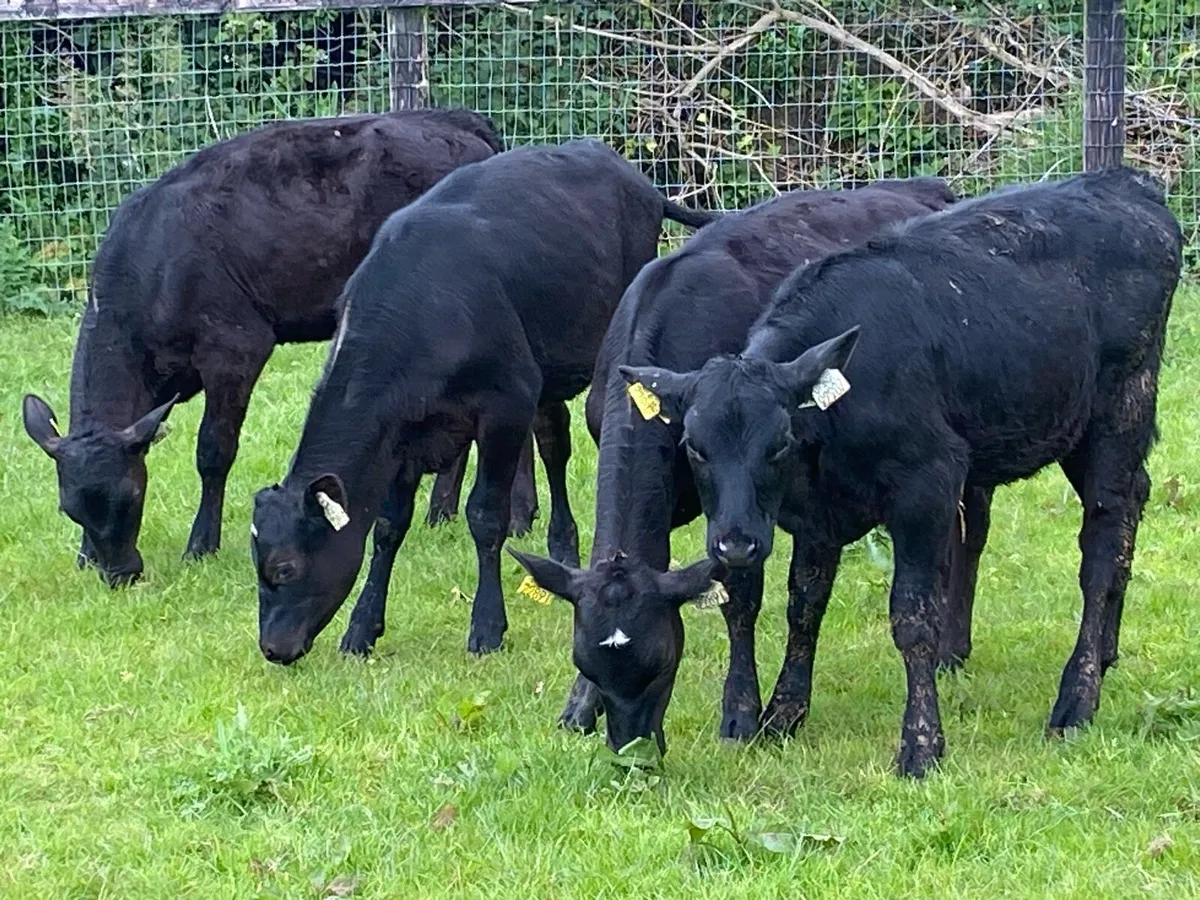 30 Angus Heifers 5/6 Months Old ( No Moves) - Image 3