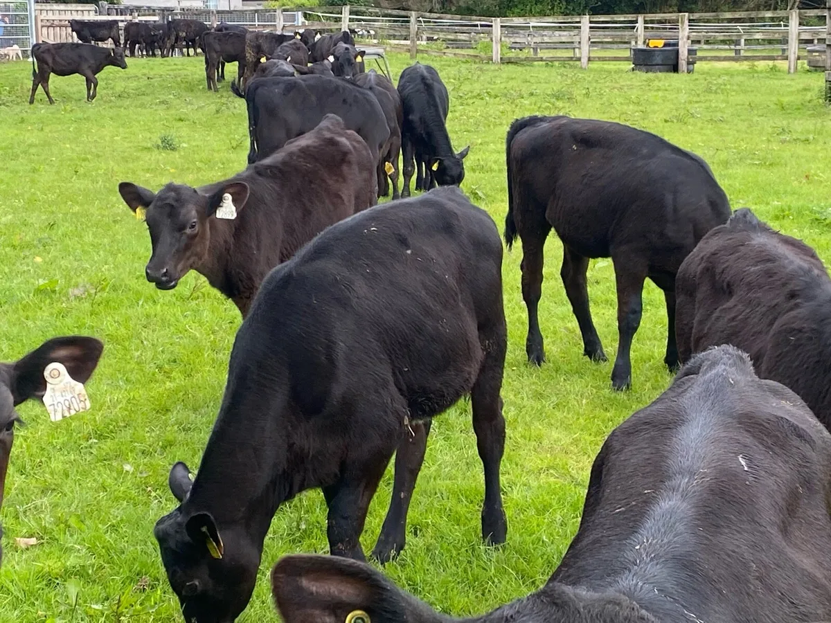 30 Angus Heifers 5/6 Months Old ( No Moves) - Image 4