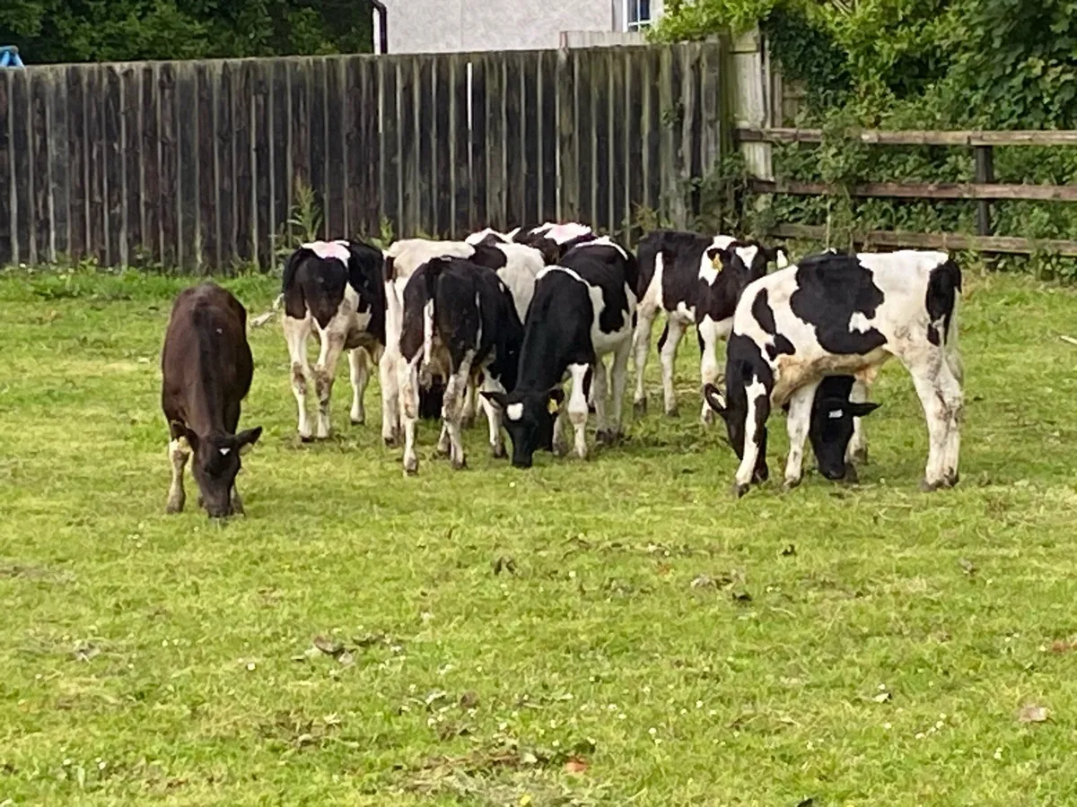 15 Friesian Weanlings (No Moves) - Image 4