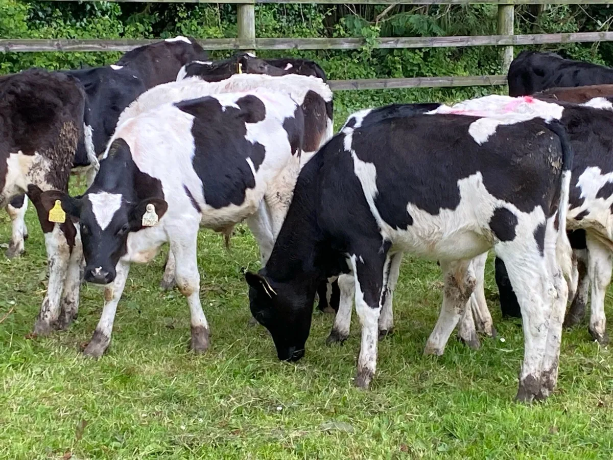15 Friesian Weanlings (No Moves) - Image 1