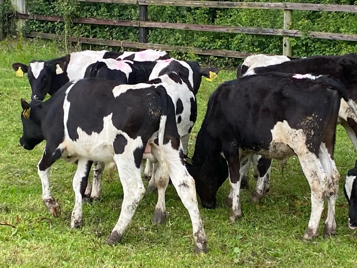 15 Friesian Weanlings (No Moves) - Image 2