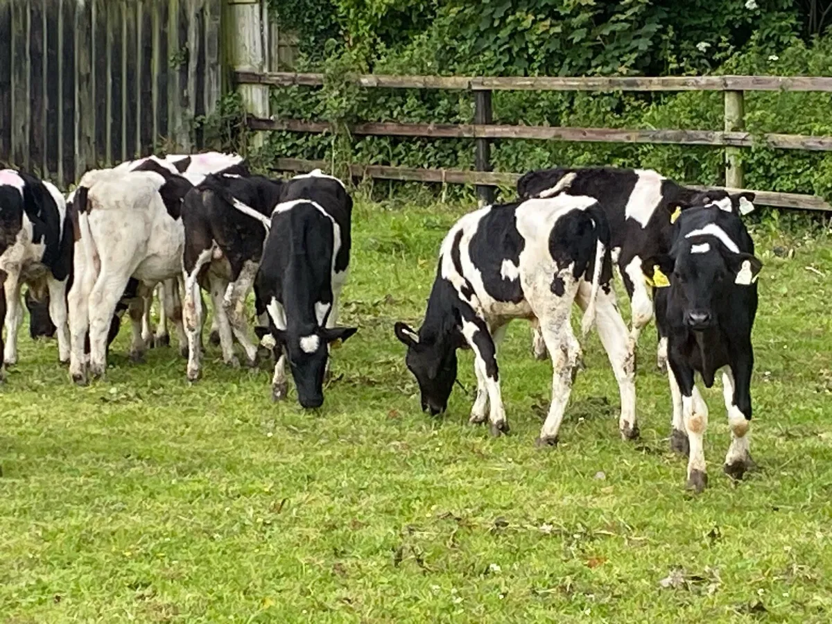 15 Friesian Weanlings (No Moves) - Image 3