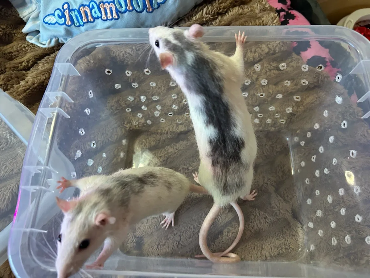 4 Dumbo Fancy Rats (can go pair of 2) - Image 2