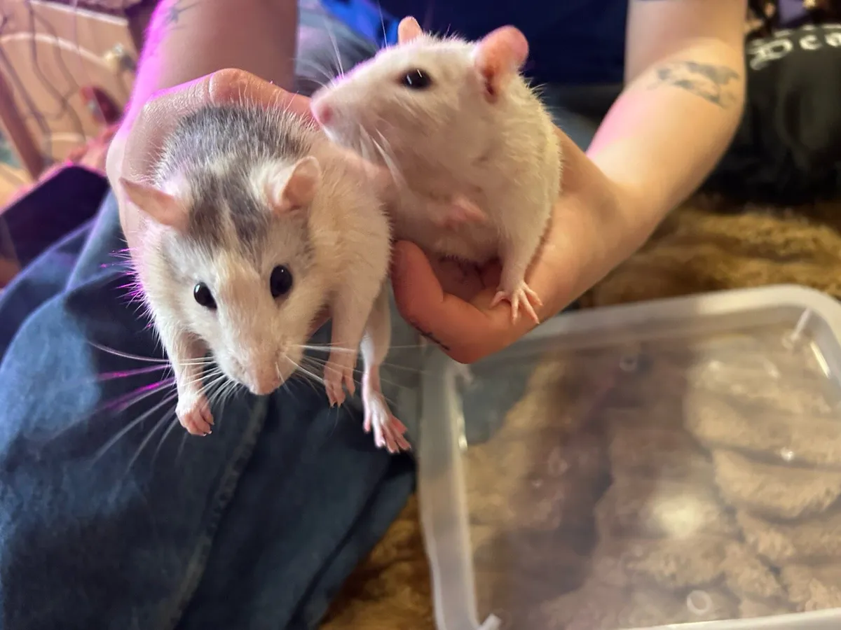 4 Dumbo Fancy Rats (can go pair of 2) - Image 3