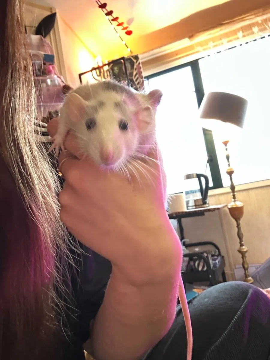 4 Dumbo Fancy Rats (can go pair of 2) - Image 4
