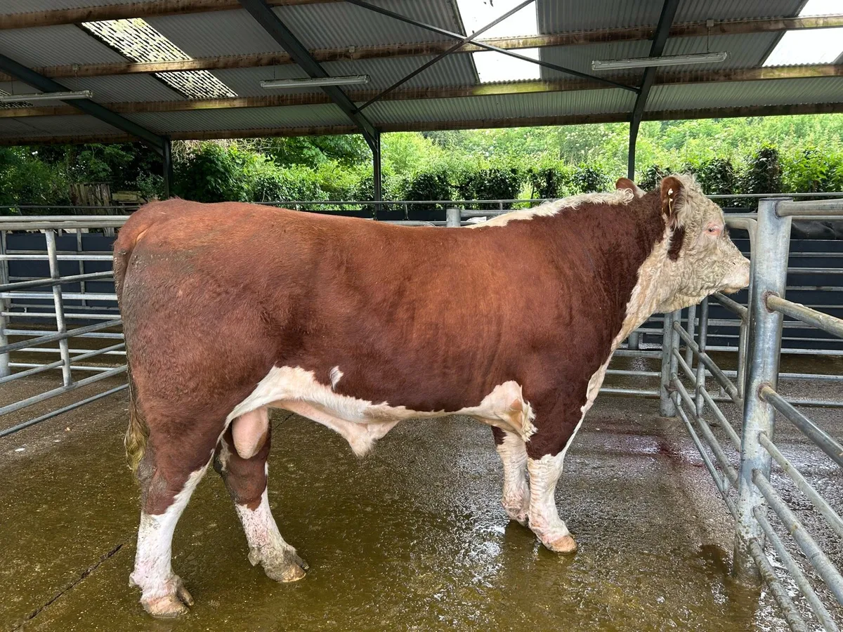 Bull