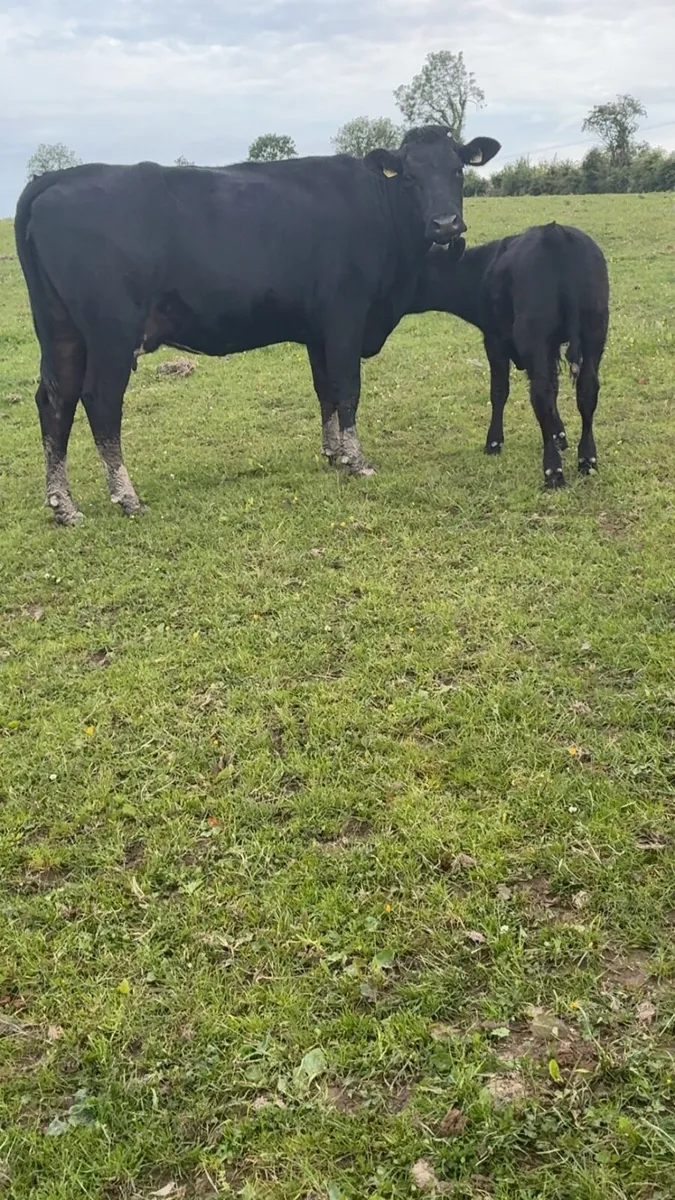 Angus first calver with Angus bull calf at foot - Image 3