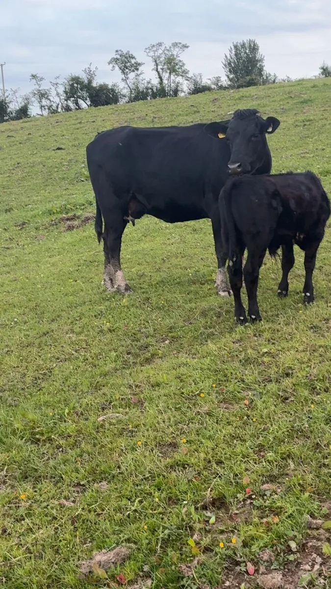 Angus first calver with Angus bull calf at foot - Image 2