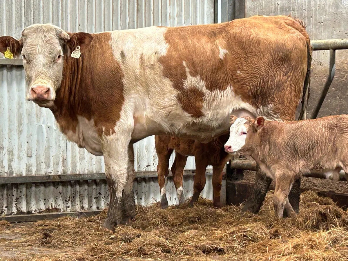 First calved Simmental heifer and bull calf - Image 2