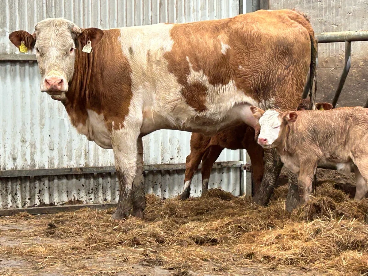 First calved Simmental heifer and bull calf - Image 3