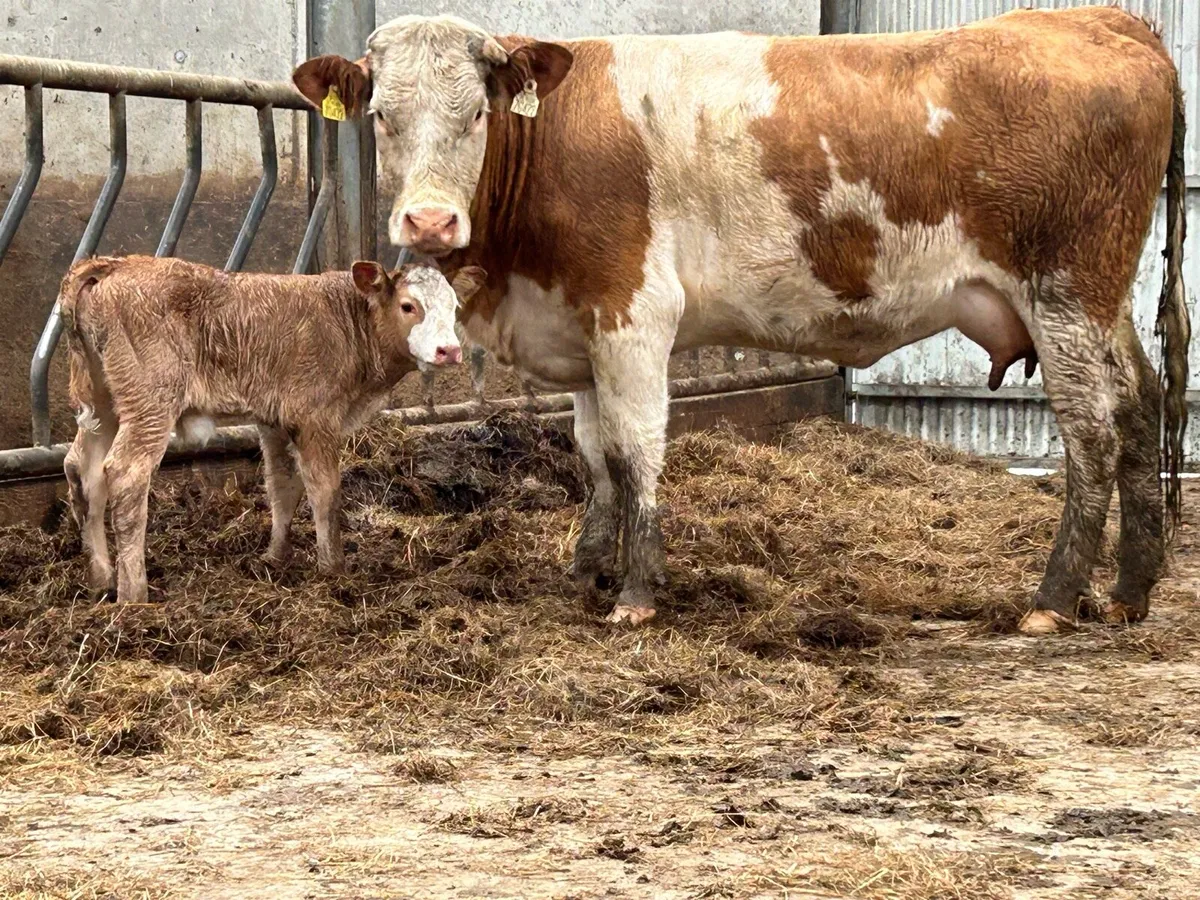 First calved Simmental heifer and bull calf - Image 4
