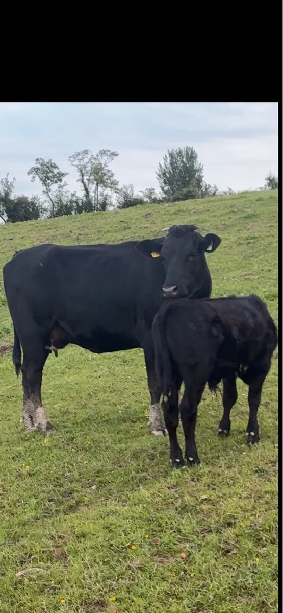 Angus first calver with Angus bull calf at foot - Image 1
