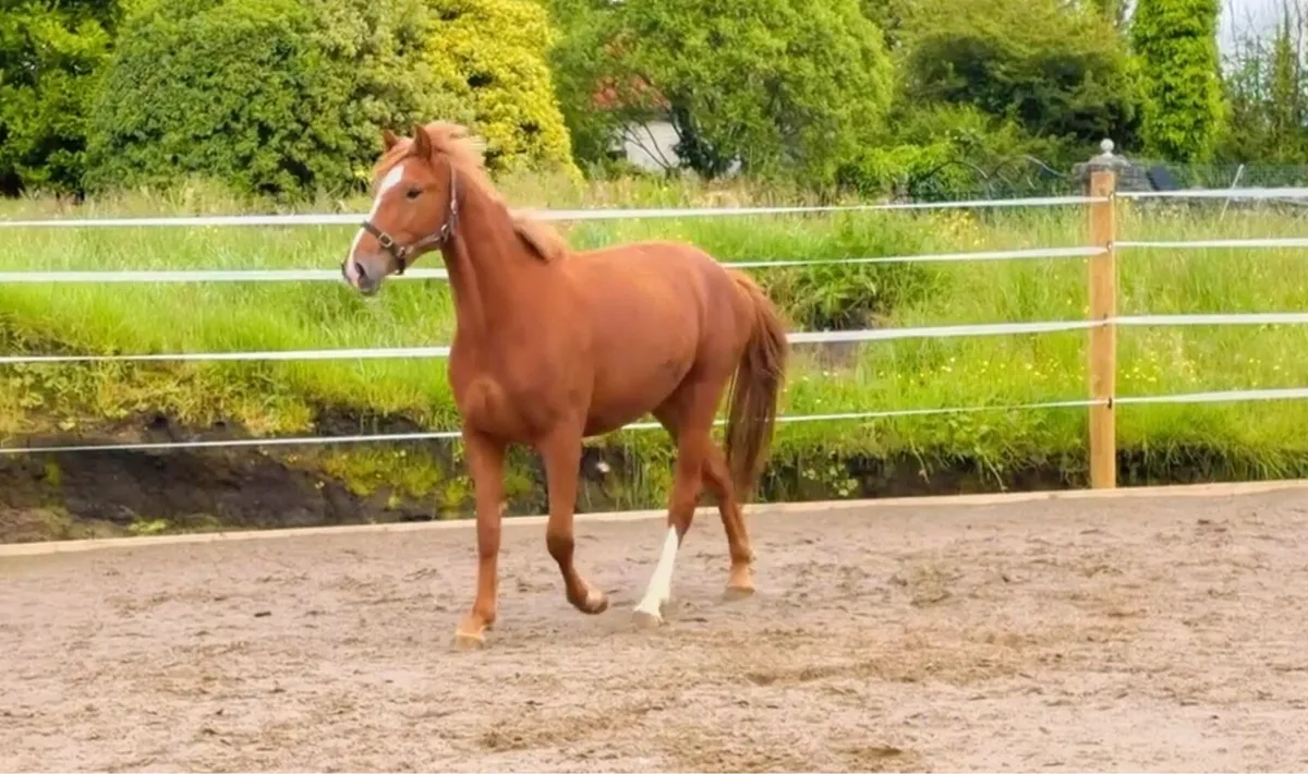 3year old Irish draft - Image 2