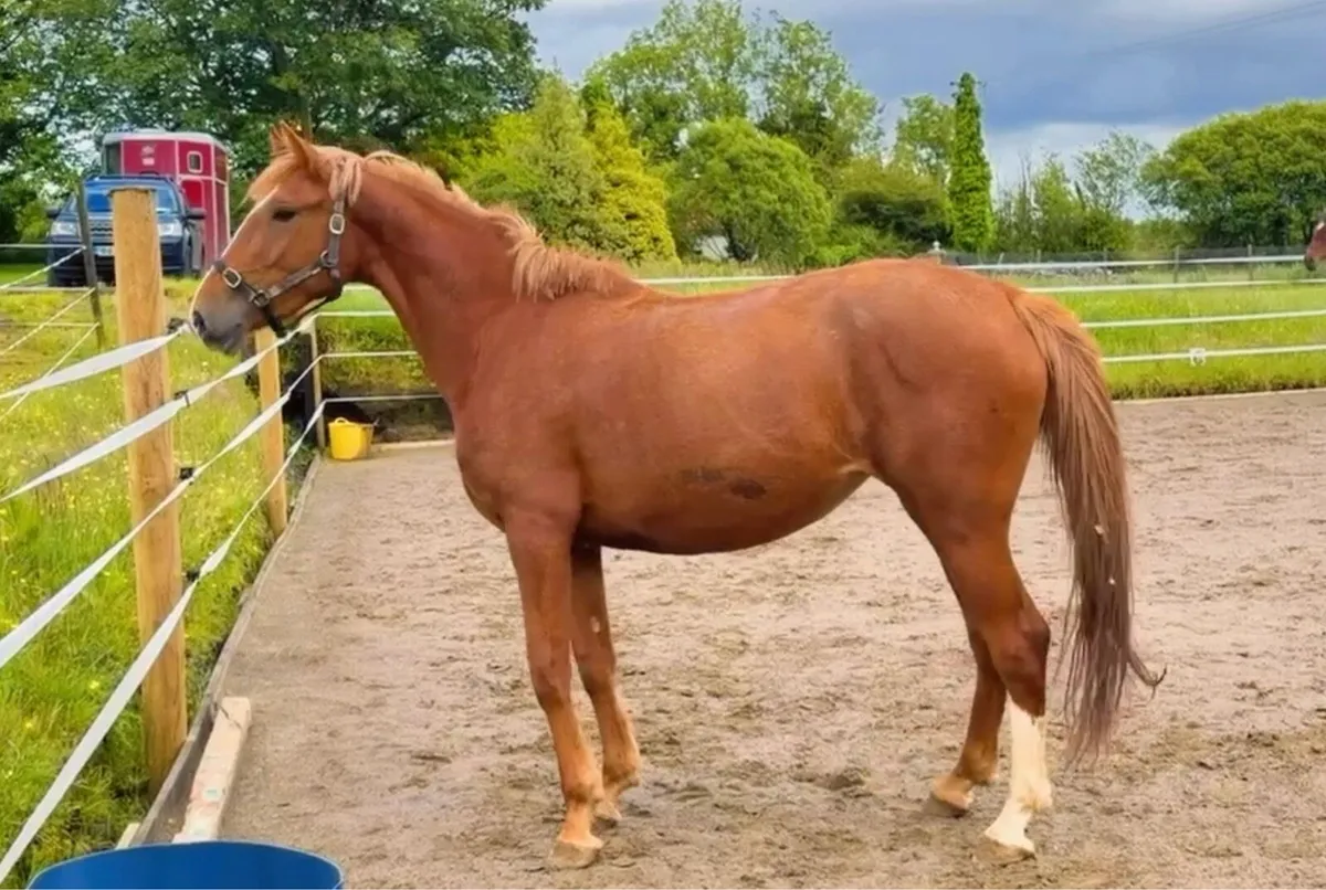 3year old Irish draft - Image 3