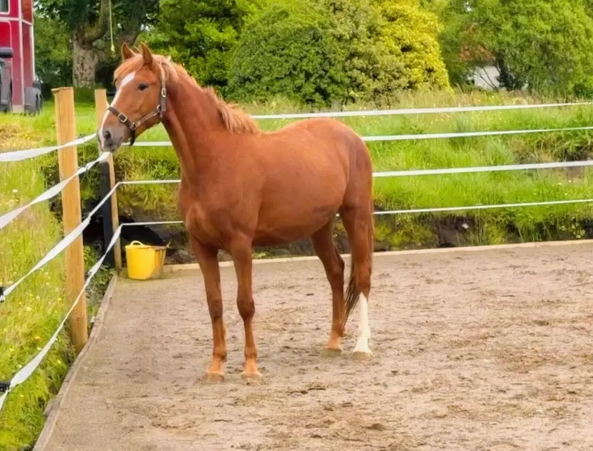 3year old Irish draft - Image 4
