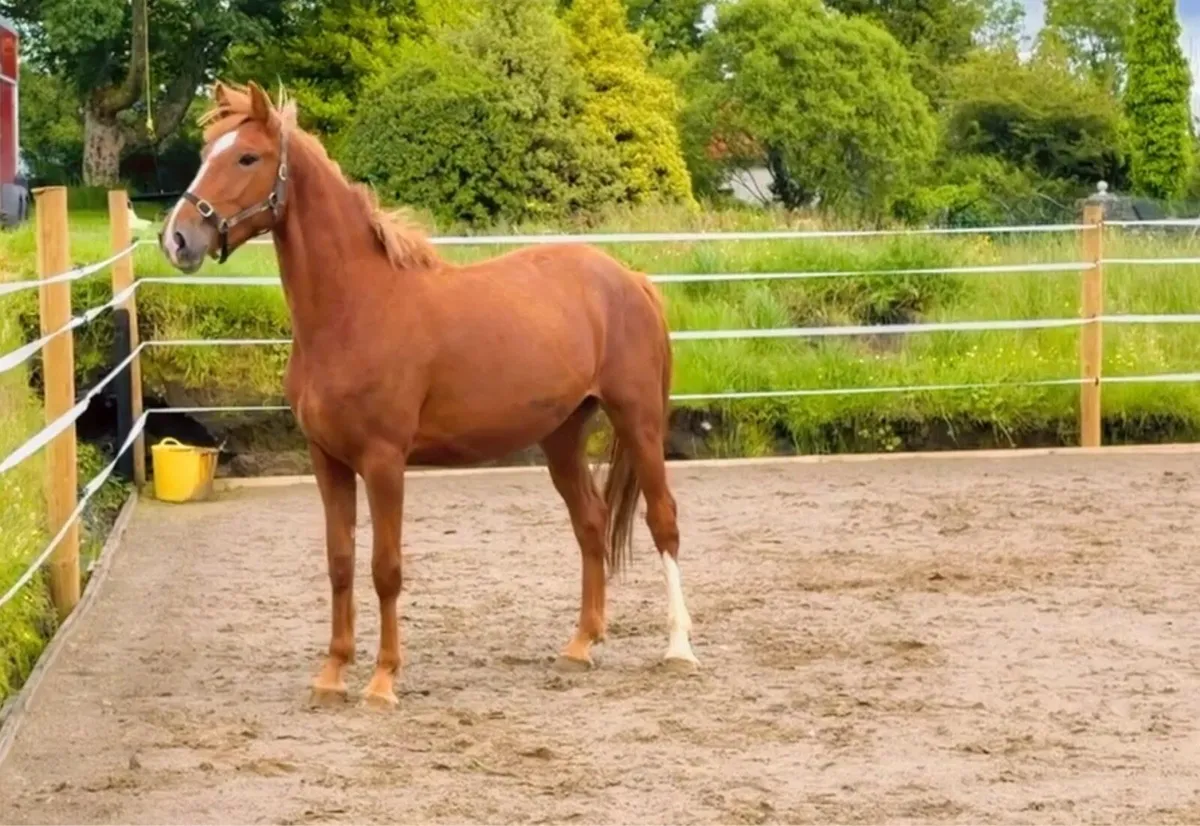 3year old Irish draft - Image 1