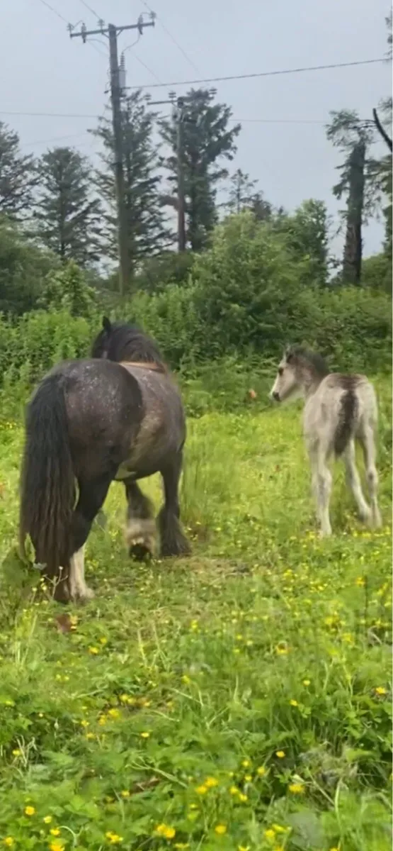 12.2hh blue blagdon mare &foal - Image 4