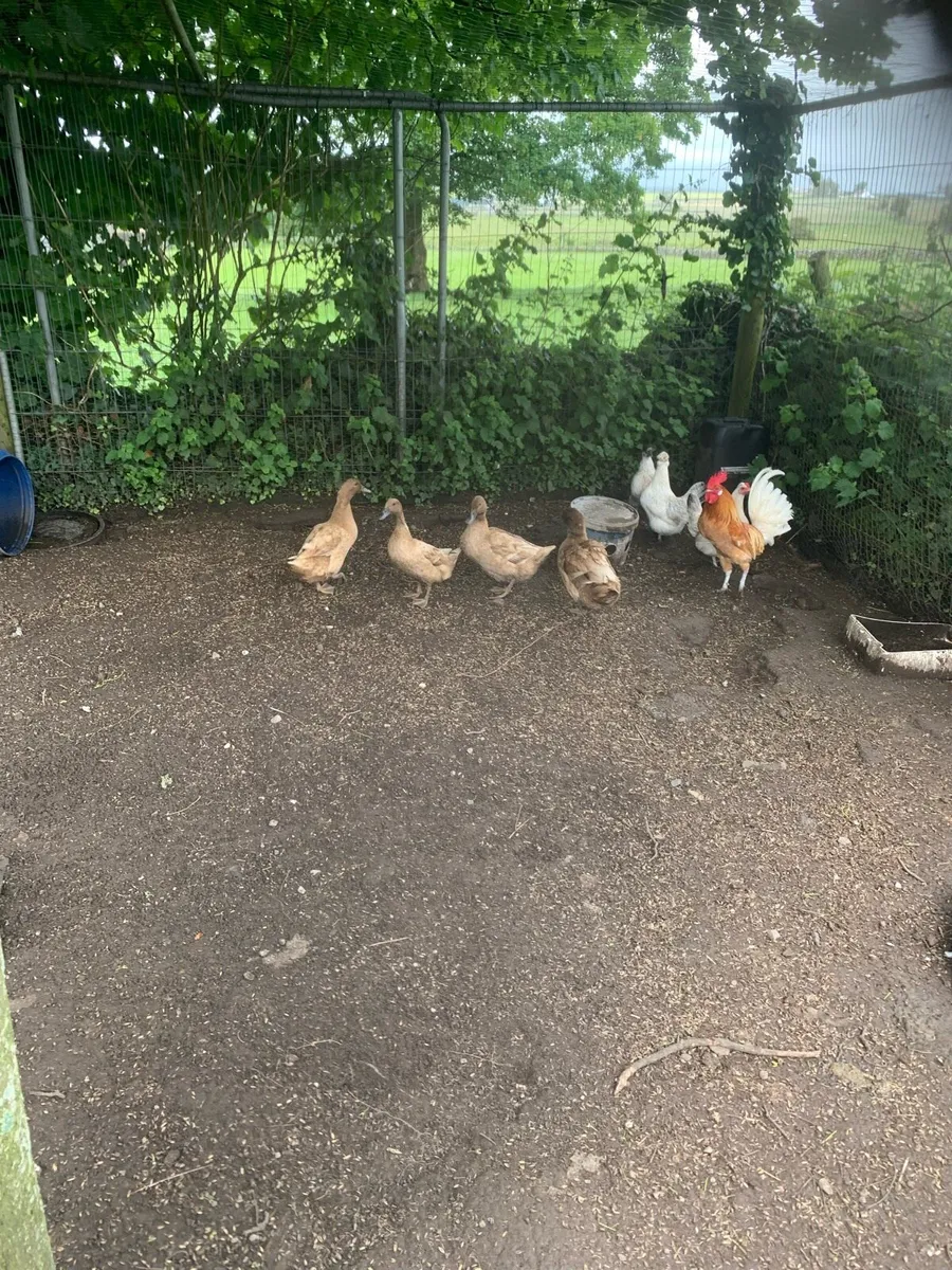Poultry - Image 1