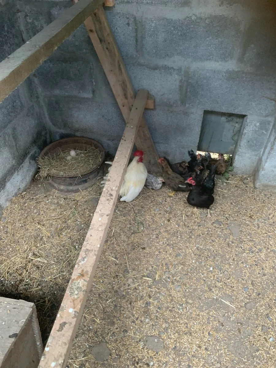 Poultry - Image 4