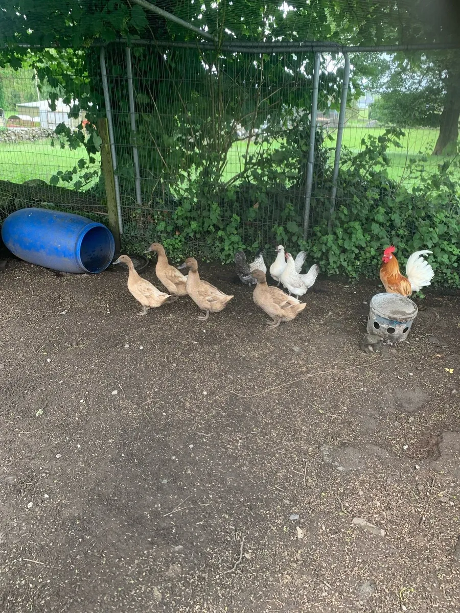Poultry - Image 2