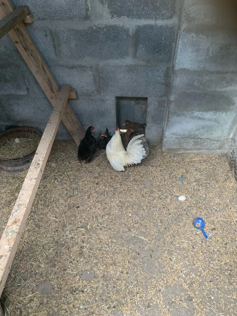 Poultry - Image 3