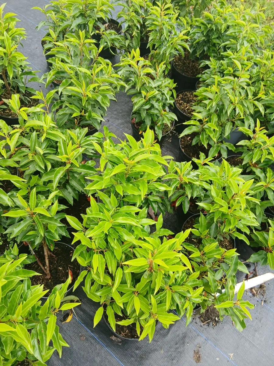 Portuguese Laurel €4  - Discount on larger orders. - Image 2