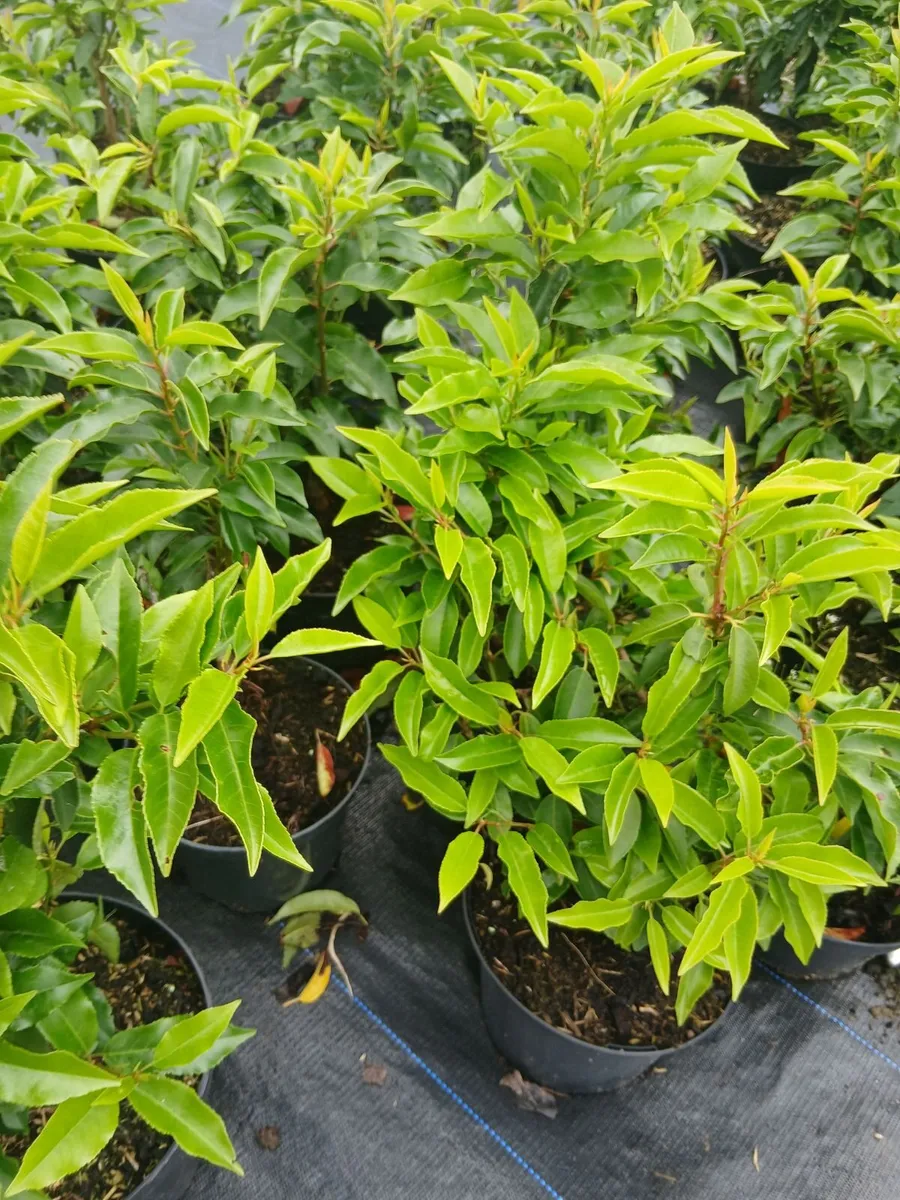 Portuguese Laurel €4  - Discount on larger orders. - Image 1