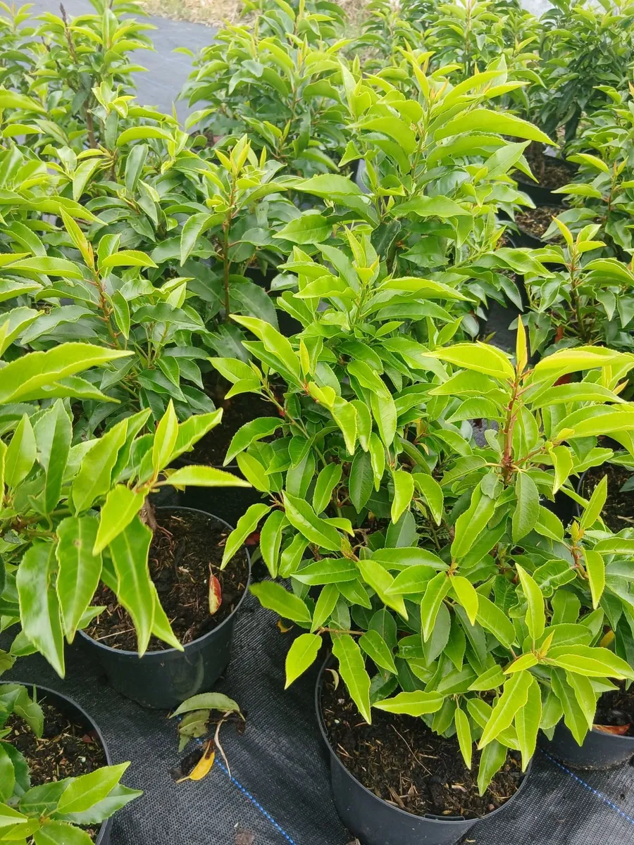 Portuguese Laurel €4  - Discount on larger orders. - Image 3