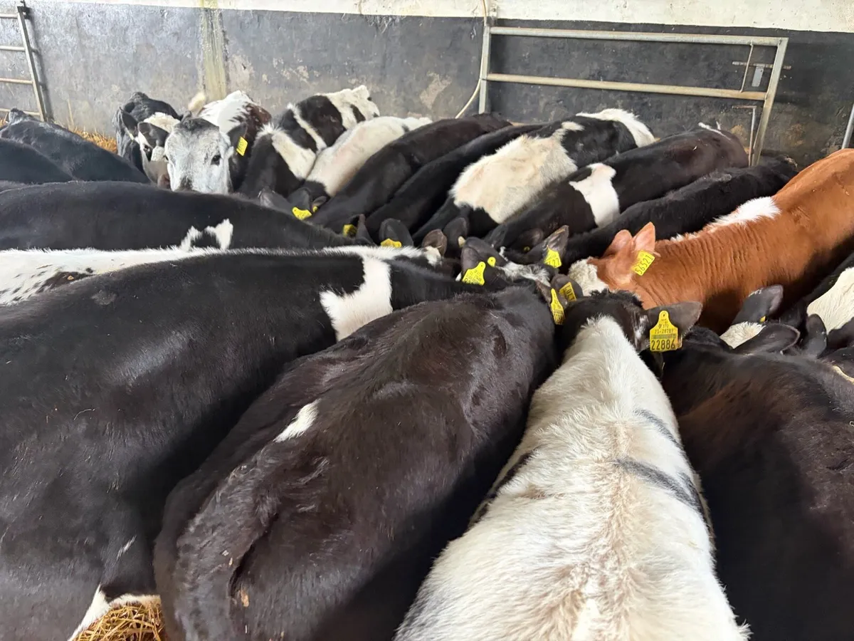 Bulls Ready for grass - Image 1