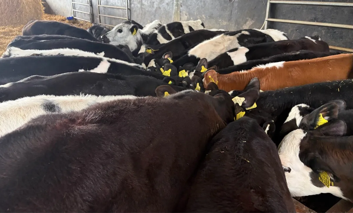 Bulls Ready for grass - Image 2